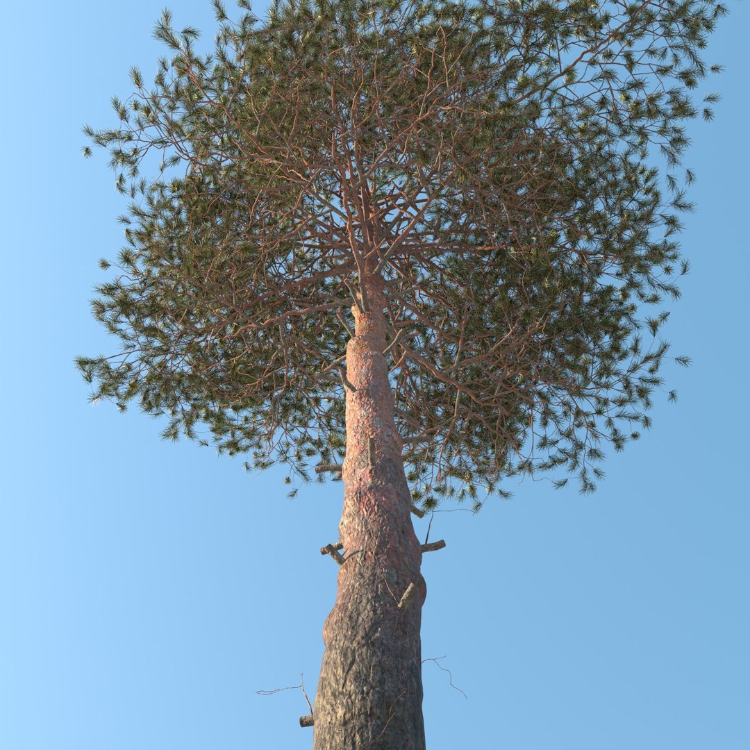 Realistic Pine Tree Max