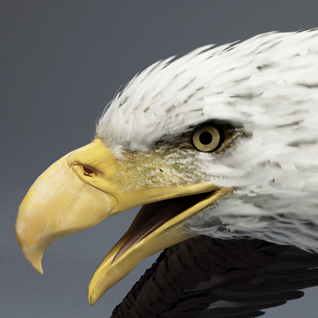 bald eagle rigged max https://p.turbosquid.com/ts-thumb/Uc/bfZ368/4m69ML9T/bald_eagle_rigged_40/jpg/1307112256/1920x1080/fit_q87/0db76d0a2127b275da74dca72423bb3c8a4df5bf/bald_eagle_rigged_40.jpg