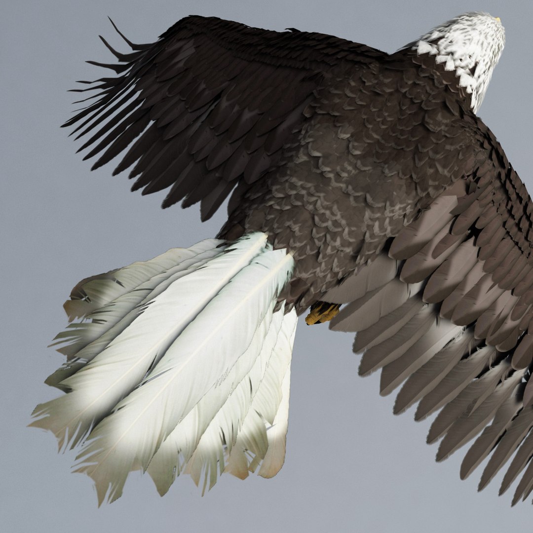 bald eagle rigged max https://p.turbosquid.com/ts-thumb/Uc/bfZ368/4urJopij/bald_eagle_rigged_33/jpg/1307112256/1920x1080/fit_q87/f62bb7c7f7c8239f9b74f245705702d7b1ad323a/bald_eagle_rigged_33.jpg