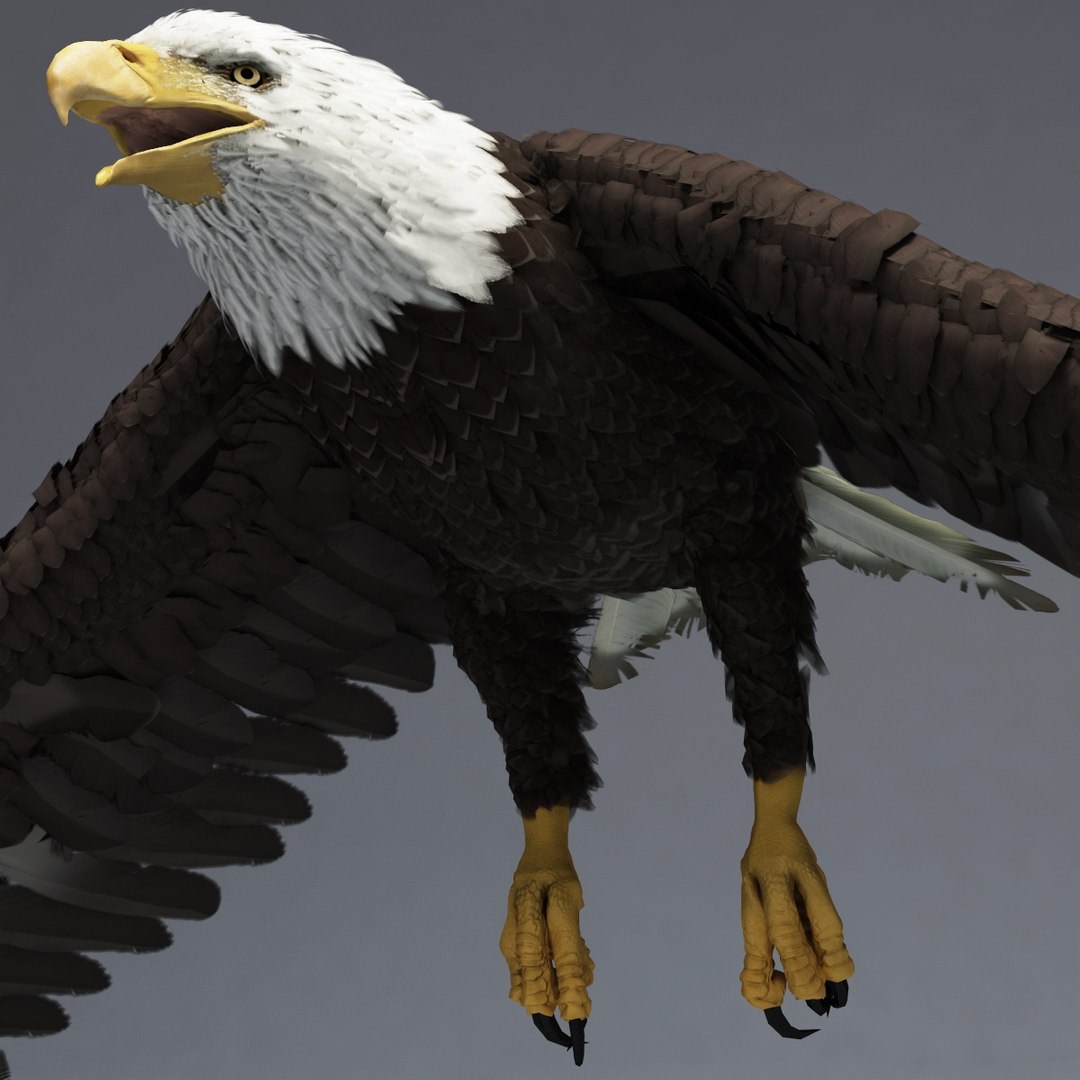 bald eagle rigged max https://p.turbosquid.com/ts-thumb/Uc/bfZ368/BwYe5aqI/bald_eagle_rigged_39/jpg/1307112256/1920x1080/fit_q87/ea08a846e6dd7363b5660cb5e402826afccd313a/bald_eagle_rigged_39.jpg