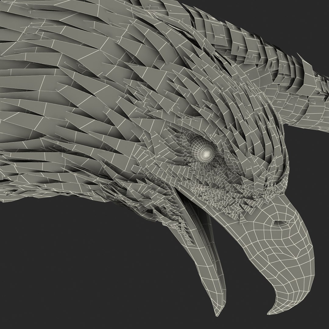 bald eagle rigged max https://p.turbosquid.com/ts-thumb/Uc/bfZ368/CKjG6cZk/bald_eagle_rigged_50/jpg/1307112256/1920x1080/fit_q87/064deff1608f0f6bda33a7e898aa1beee3822541/bald_eagle_rigged_50.jpg