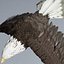 Bald Eagle Rigged