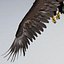 Bald Eagle Rigged