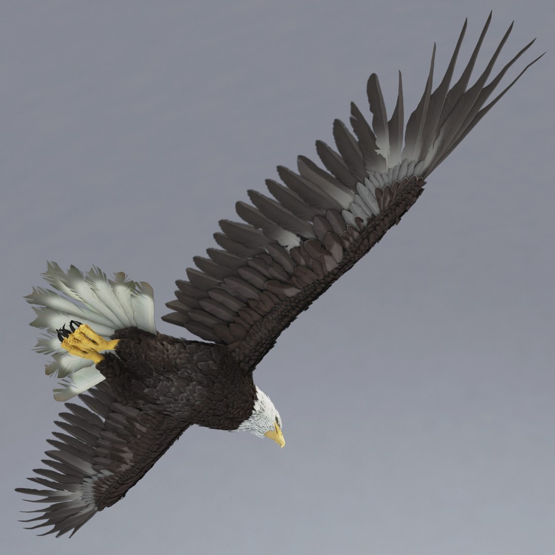 bald eagle rigged max https://p.turbosquid.com/ts-thumb/Uc/bfZ368/JaCMuxty/bald_eagle_rigged_10/jpg/1307112255/1920x1080/fit_q87/8215d6706a80c4d976c4ad038d47248c77d86309/bald_eagle_rigged_10.jpg