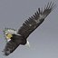 Bald Eagle Rigged