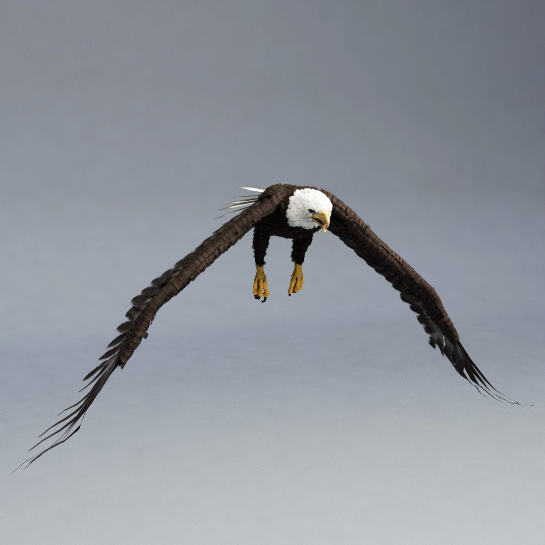 bald eagle rigged max https://p.turbosquid.com/ts-thumb/Uc/bfZ368/LWKRgdwK/bald_eagle_rigged_02/jpg/1307112255/1920x1080/fit_q87/be9c566ae1caaee835dbd5a7491519a433263192/bald_eagle_rigged_02.jpg