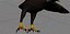 Bald Eagle Rigged