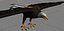 Bald Eagle Rigged
