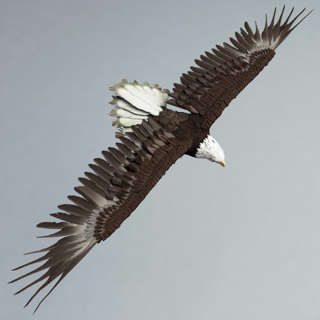 bald eagle rigged max https://p.turbosquid.com/ts-thumb/Uc/bfZ368/cYPaXW7m/bald_eagle_rigged_07/jpg/1307112255/1920x1080/fit_q87/6f78467b9358853615e7ee105e4ce056daf08195/bald_eagle_rigged_07.jpg