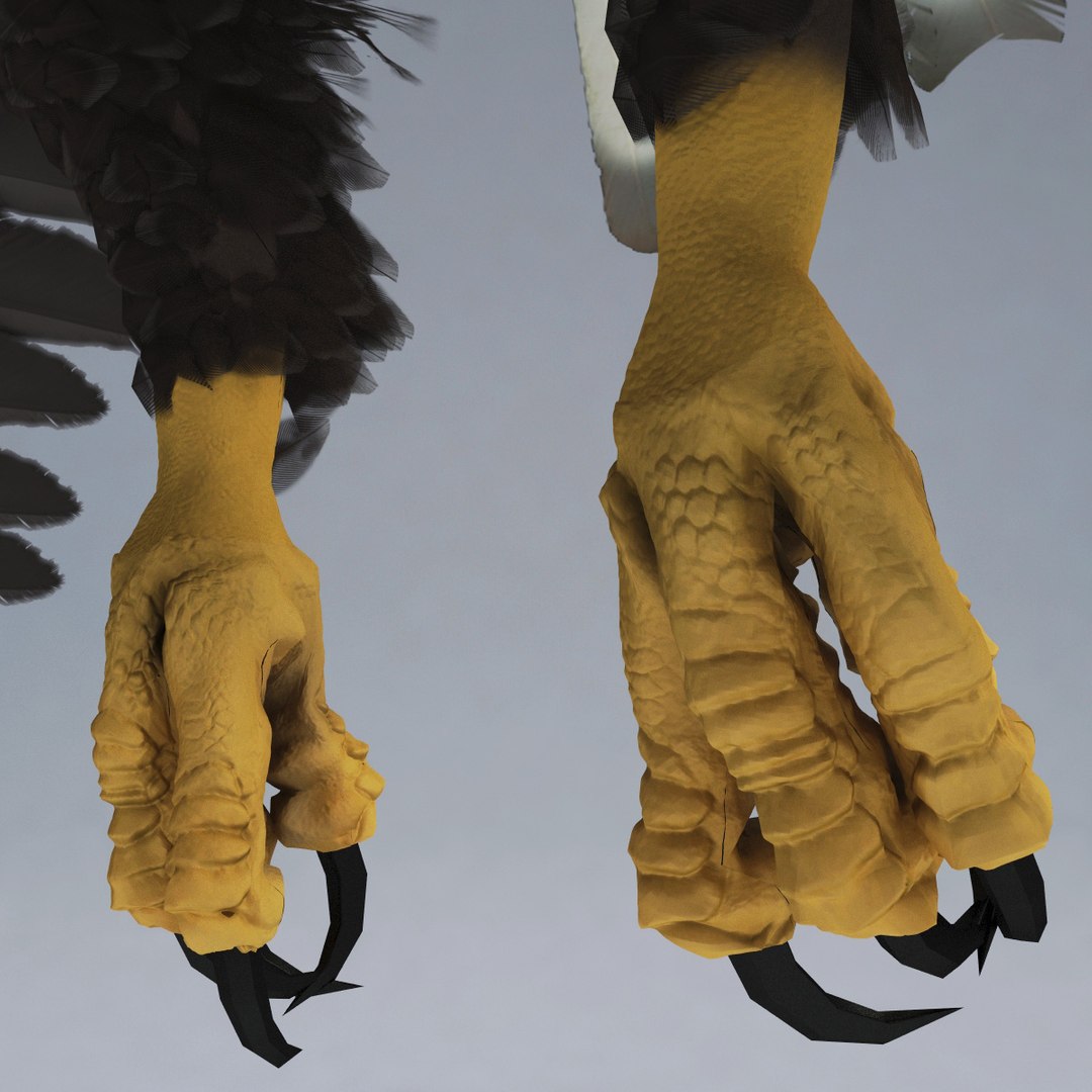 bald eagle rigged max https://p.turbosquid.com/ts-thumb/Uc/bfZ368/fWO2EGQh/bald_eagle_rigged_45/jpg/1307112256/1920x1080/fit_q87/413227bcaf5880ab56cf18664fdabb5b5712991c/bald_eagle_rigged_45.jpg