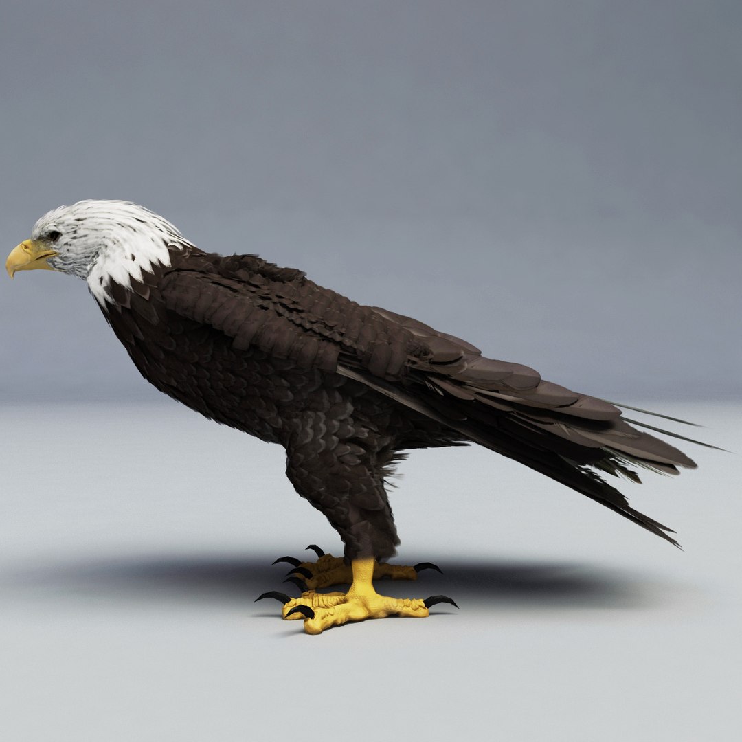 bald eagle rigged max https://p.turbosquid.com/ts-thumb/Uc/bfZ368/gVlDb3R2/bald_eagle_rigged_26/jpg/1307112256/1920x1080/fit_q87/1af62494879eedd2c85404789b1310c436ce8acf/bald_eagle_rigged_26.jpg