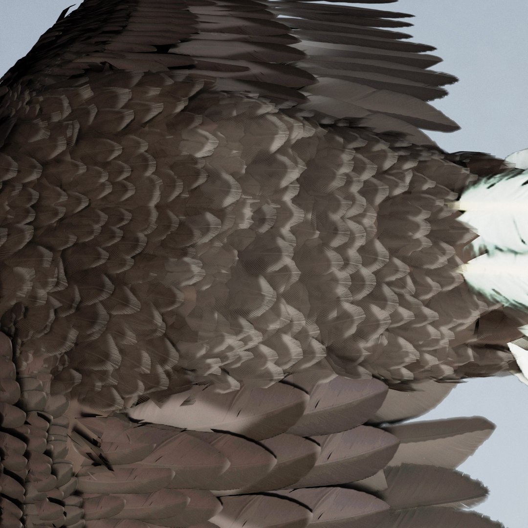 bald eagle rigged max https://p.turbosquid.com/ts-thumb/Uc/bfZ368/iCF5nchp/bald_eagle_rigged_37/jpg/1307112256/1920x1080/fit_q87/7767b706d39c248692476bf3c3e4471ba6b934f1/bald_eagle_rigged_37.jpg