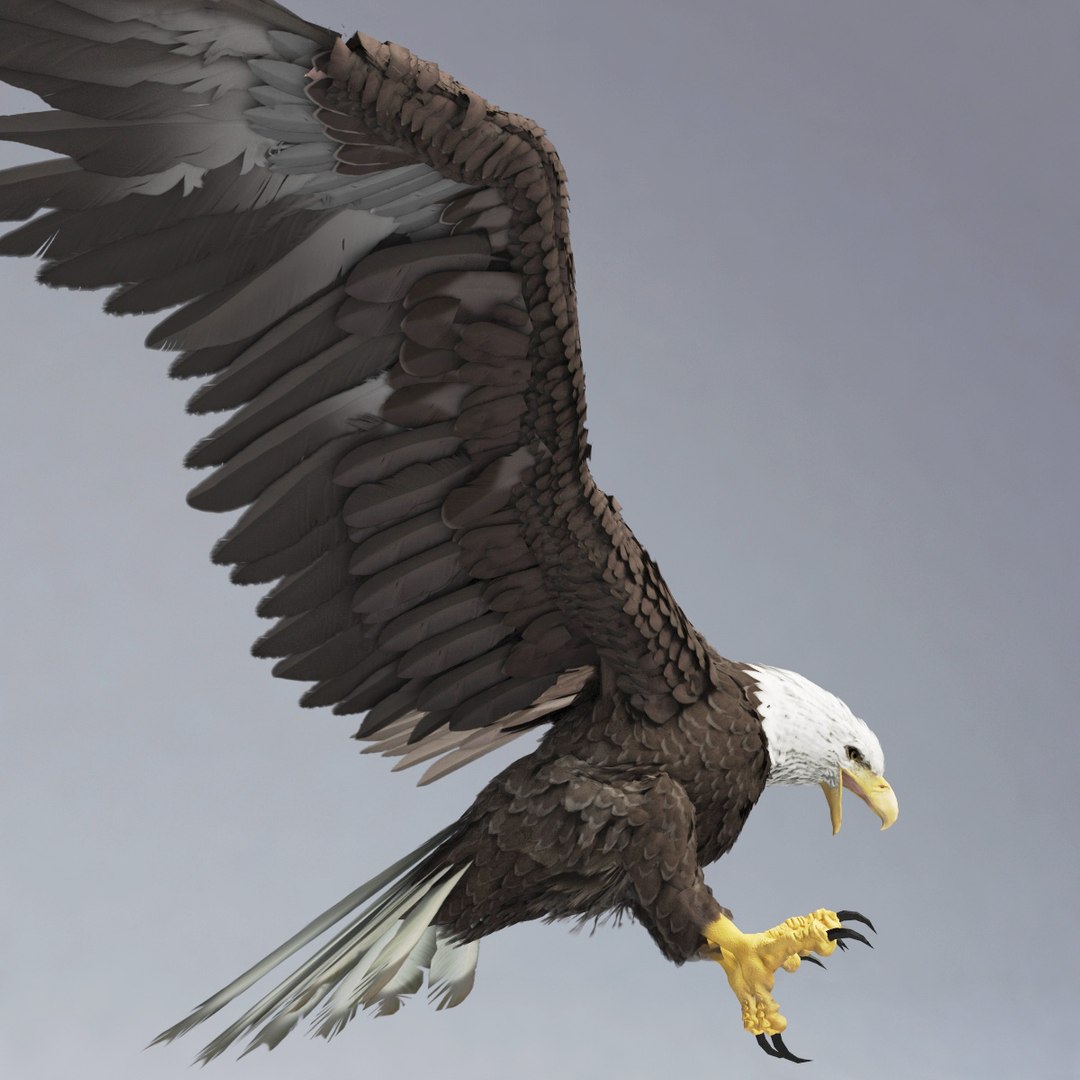 bald eagle rigged max https://p.turbosquid.com/ts-thumb/Uc/bfZ368/mHKoydxo/bald_eagle_rigged_17/jpg/1307112255/1920x1080/fit_q87/fed1cd112d9d4b0c71379b63b0f28c9cedc8f837/bald_eagle_rigged_17.jpg