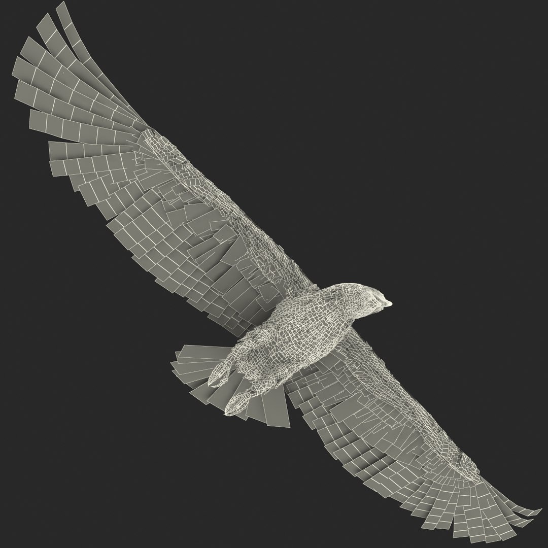 bald eagle rigged max https://p.turbosquid.com/ts-thumb/Uc/bfZ368/mPSYLML6/bald_eagle_rigged_46/jpg/1307112256/1920x1080/fit_q87/0a2b0a2f843098b5baba663ee9b2fb54dd7db6f4/bald_eagle_rigged_46.jpg