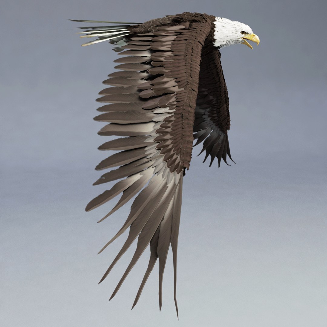 bald eagle rigged max https://p.turbosquid.com/ts-thumb/Uc/bfZ368/oEhTC80U/bald_eagle_rigged_03/jpg/1307112255/1920x1080/fit_q87/e260fda4ee3e1ee50efee2163df46dbde5cfc024/bald_eagle_rigged_03.jpg