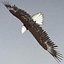 Bald Eagle Rigged