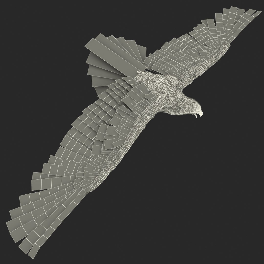 bald eagle rigged max https://p.turbosquid.com/ts-thumb/Uc/bfZ368/tUxdsMt0/bald_eagle_rigged_47/jpg/1307112256/1920x1080/fit_q87/d73db3412c66e2b966d8ec5f1399bb2bc5190455/bald_eagle_rigged_47.jpg