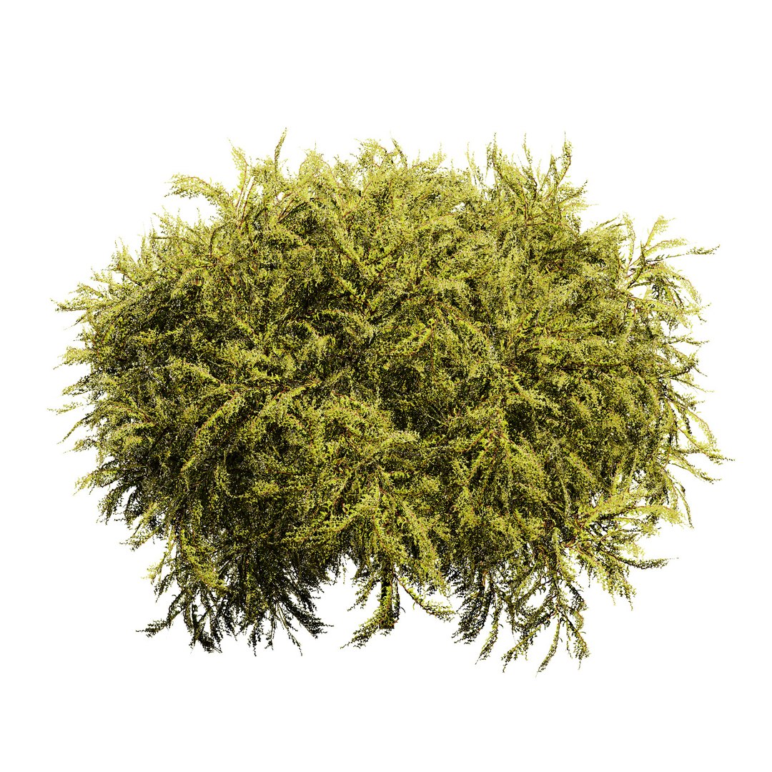 Golden Mop False Cypress bush with different shapes 3D https://p.turbosquid.com/ts-thumb/Uc/e8tQng/19/goldenmopfalsecypress028/jpg/1706227001/1920x1080/fit_q87/916376cda88d403b384900dabbbd72b9d4b6bf35/goldenmopfalsecypress028.jpg