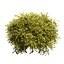 Cespuglio di falso cipresso Golden Mop con forme diverse