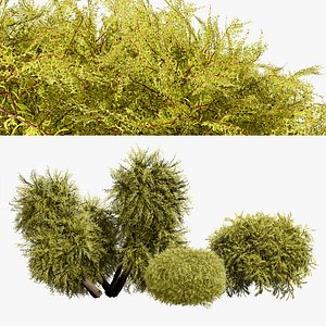Golden Mop False Cypress bush with different shapes