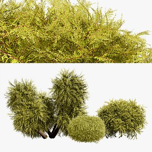 Golden Mop False Cypress bush with different shapes