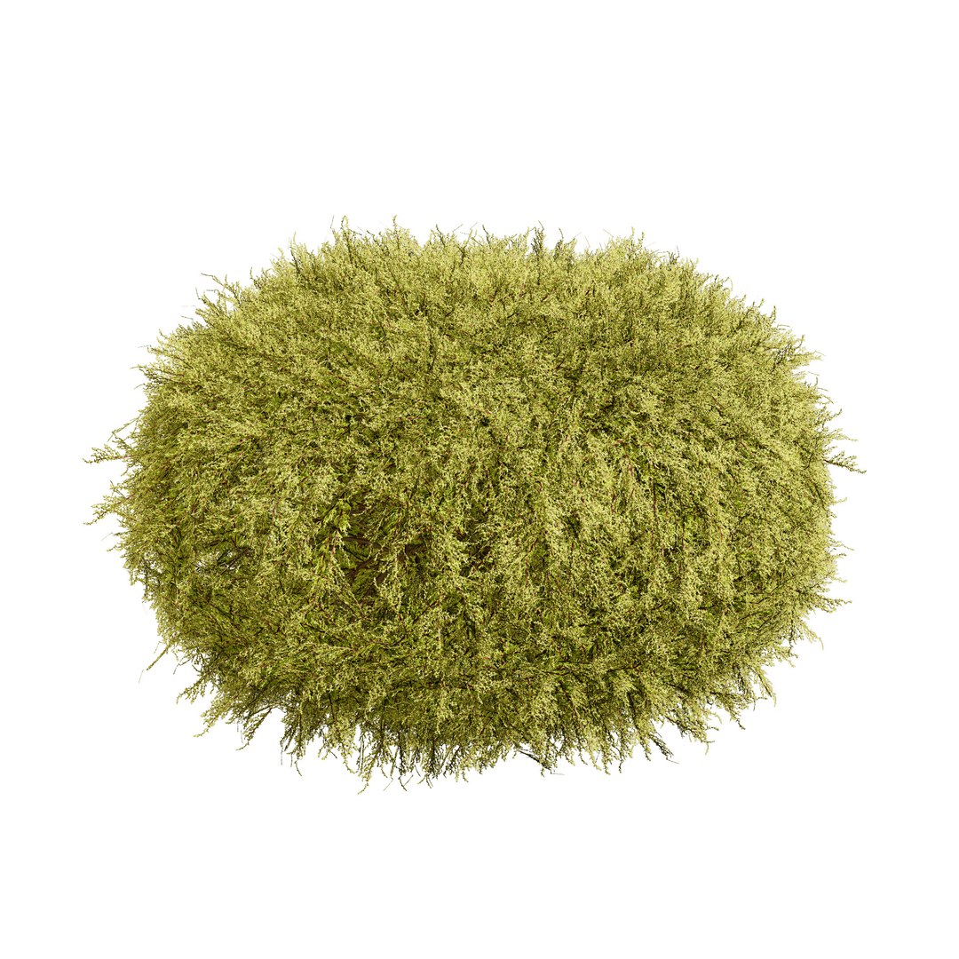 Golden Mop False Cypress bush with different shapes 3D https://p.turbosquid.com/ts-thumb/Uc/e8tQng/FU/goldenmopfalsecypress012/jpg/1706226997/1920x1080/fit_q87/45b7d23e758fee2861665c4d9153da0f921b46ce/goldenmopfalsecypress012.jpg