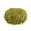 Cespuglio di falso cipresso Golden Mop con forme diverse