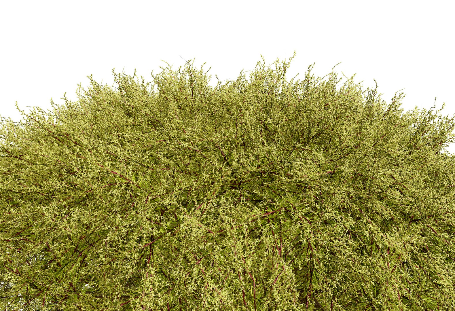 Golden Mop False Cypress bush with different shapes 3D https://p.turbosquid.com/ts-thumb/Uc/e8tQng/GN/goldenmopfalsecypress99/jpg/1706227007/1920x1080/fit_q87/e06f9742fee7a4b9d7abf82b152b3f6696a82f02/goldenmopfalsecypress99.jpg
