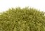 Cespuglio di falso cipresso Golden Mop con forme diverse