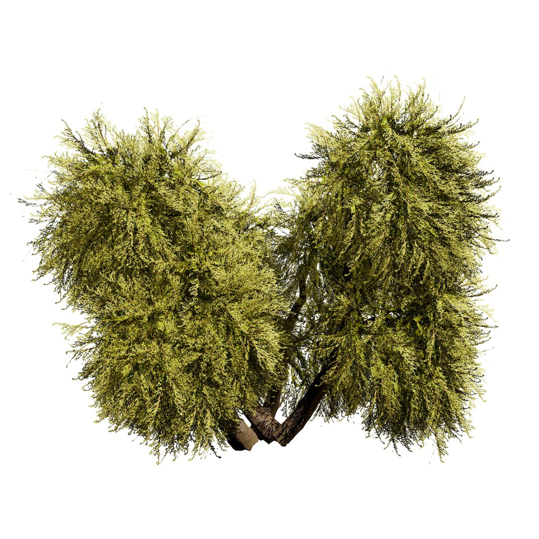 Golden Mop False Cypress bush with different shapes 3D https://p.turbosquid.com/ts-thumb/Uc/e8tQng/I8/goldenmopfalsecypress032/jpg/1706227003/1920x1080/fit_q87/e57b692b050269f77182c4141c58d177c2e613d6/goldenmopfalsecypress032.jpg