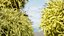 Cespuglio di falso cipresso Golden Mop con forme diverse