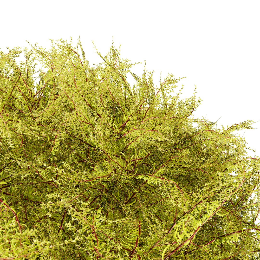 Golden Mop False Cypress bush with different shapes 3D https://p.turbosquid.com/ts-thumb/Uc/e8tQng/UY/goldenmopfalsecypress025/jpg/1706226999/1920x1080/fit_q87/16ea9fcaa792bea402f0238007967c5b3fca971d/goldenmopfalsecypress025.jpg