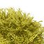 Cespuglio di falso cipresso Golden Mop con forme diverse