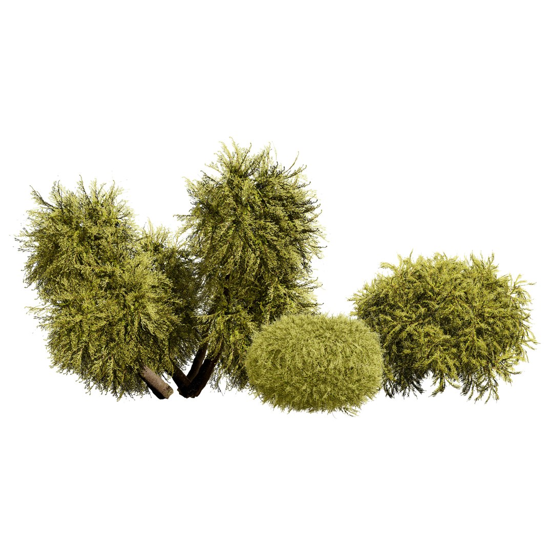 Golden Mop False Cypress bush with different shapes 3D https://p.turbosquid.com/ts-thumb/Uc/e8tQng/Uh/cover01/jpg/1706226995/1920x1080/fit_q87/71ee2cc6744779b38f15cf1b000fd3fd6b258ea6/cover01.jpg