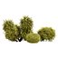 Cespuglio di falso cipresso Golden Mop con forme diverse