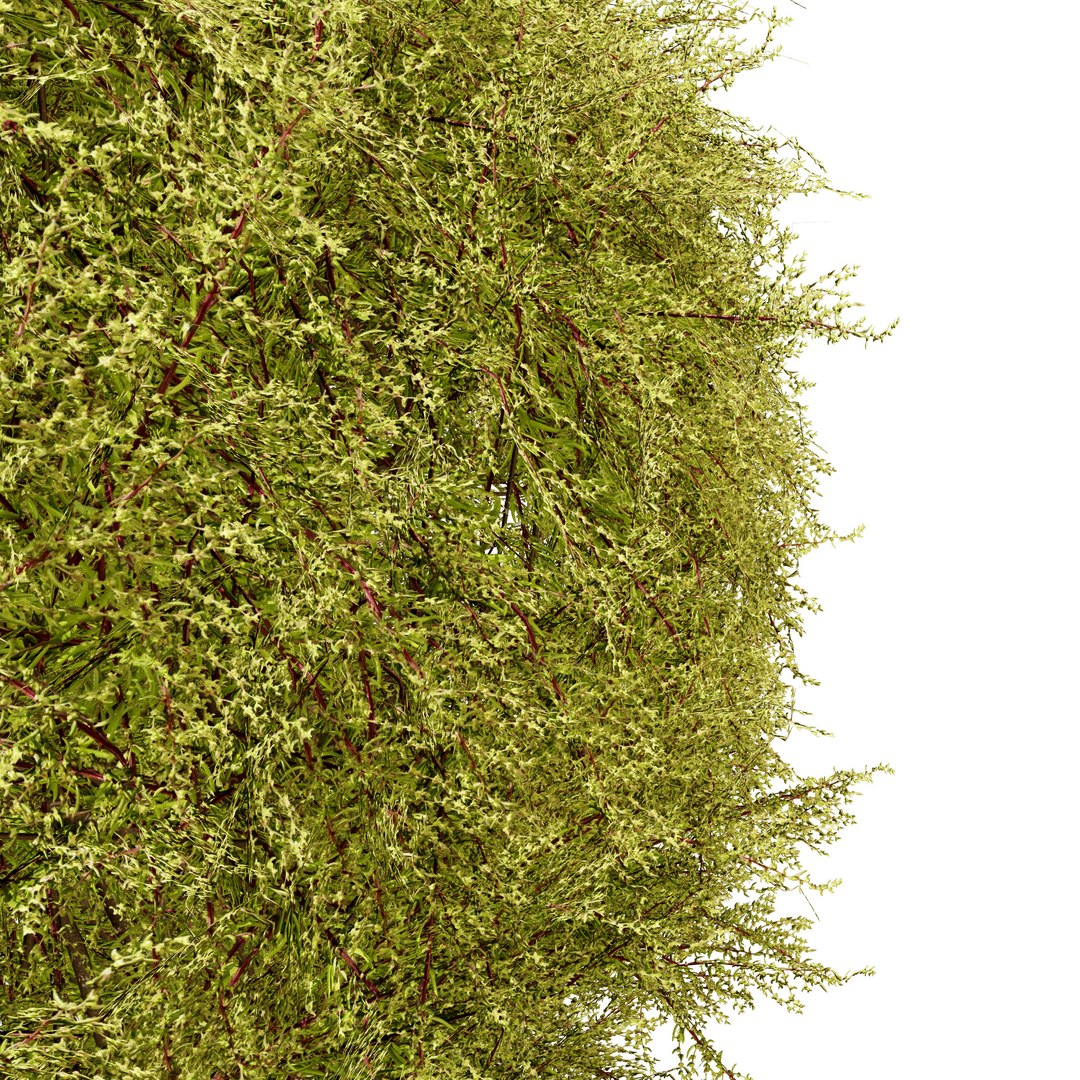 Golden Mop False Cypress bush with different shapes 3D https://p.turbosquid.com/ts-thumb/Uc/e8tQng/j6/goldenmopfalsecypress4/jpg/1706226995/1920x1080/fit_q87/f960e8c5b146259a4bc94725c081e16ae550e1b6/goldenmopfalsecypress4.jpg