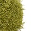 Cespuglio di falso cipresso Golden Mop con forme diverse