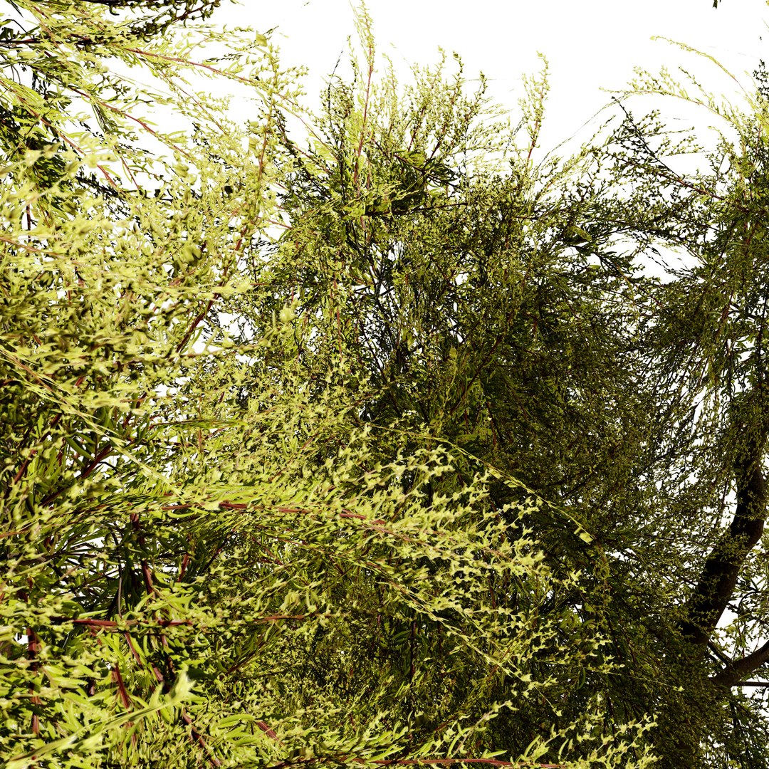 Golden Mop False Cypress bush with different shapes 3D https://p.turbosquid.com/ts-thumb/Uc/e8tQng/lC/goldenmopfalsecypress036/jpg/1706227006/1920x1080/fit_q87/5fe3d3ef5b5e6104d2cea9c34678ccd433d7aeca/goldenmopfalsecypress036.jpg