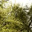 Cespuglio di falso cipresso Golden Mop con forme diverse