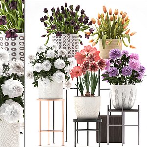 collection of flowers in pots for the interior