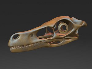 3D velociraptor skull