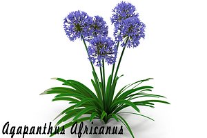 Agapanthus Africanus flower