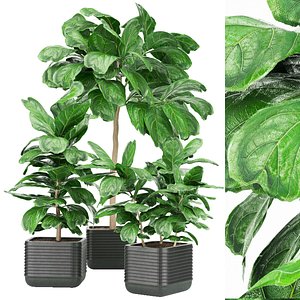 3D Collection plant vol 18 - indoor - leaf -fiddle