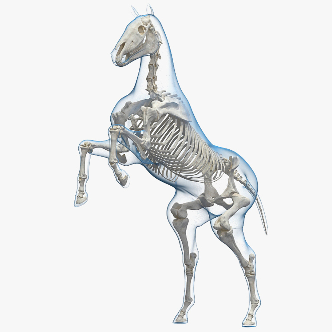 Лошадиный скелет