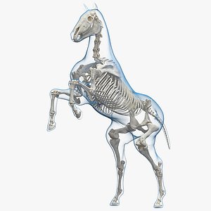 horse envelope skeleton rigged model
