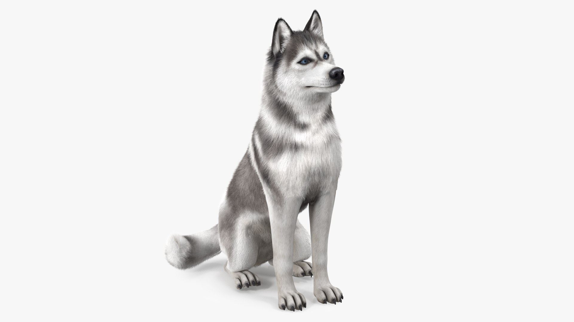 Sitting Siberian Husky Gray and White Fur 3D model preview