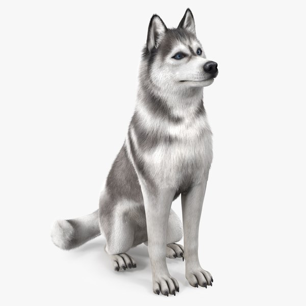 3D Sitting Siberian Husky Gray and White Fur