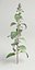 flowering mint 3d max
