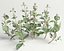 flowering mint 3d max