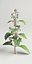 flowering mint 3d max